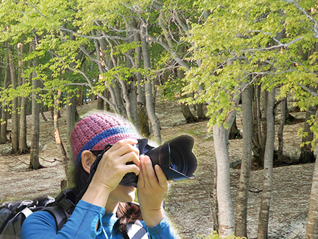 残雪とブナの根明け